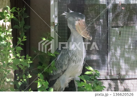上野のハシビロコウ 上野のハシビロコウ 136620526
