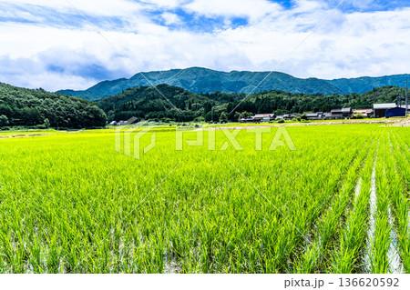 北側から見た夏の津黒山2　岡山県真庭市 136620592