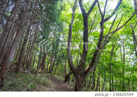 夏の津黒山　登山道とヒノキ林と自然林　岡山県真庭市 136620594