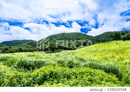 夏の津黒山と津黒高原スキー場跡 岡山県真庭市 夏の津黒山と津黒高原スキー場跡 岡山県真庭市 136620596