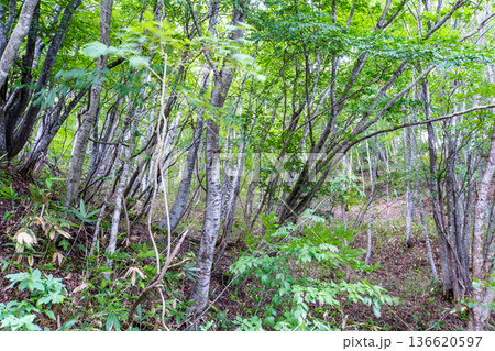 夏の津黒山　自然林の斜面2　岡山県真庭市 136620597