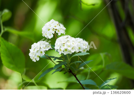 コデマリ 136620600