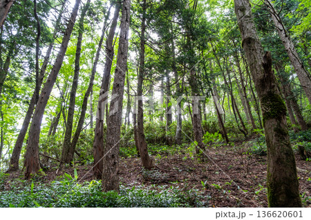 夏の津黒山のヒノキ林1　岡山県真庭市 136620601