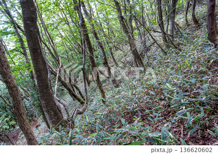 夏の津黒山　自然林の斜面1　岡山県真庭市 136620602
