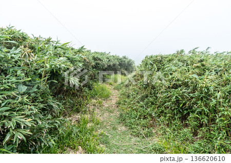 夏の津黒山 朝霧の登山道2 岡山県真庭市 夏の津黒山 朝霧の登山道2 岡山県真庭市 136620610