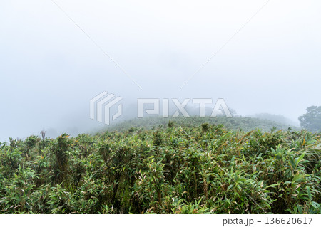 夏の津黒山　朝霧の山とササの群生　岡山県真庭市 136620617