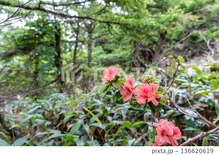 夏の津黒山 登山道脇に咲くヤマツツジ 岡山県真庭市 夏の津黒山 登山道脇に咲くヤマツツジ 岡山県真庭市 136620619