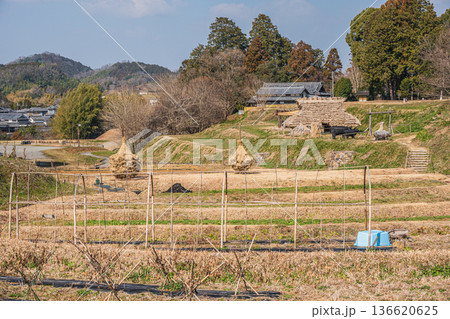 国営飛鳥歴史公園キトラ古墳周辺地区 五穀の畑 奈良県 国営飛鳥歴史公園キトラ古墳周辺地区 五穀の畑 奈良県 136620625