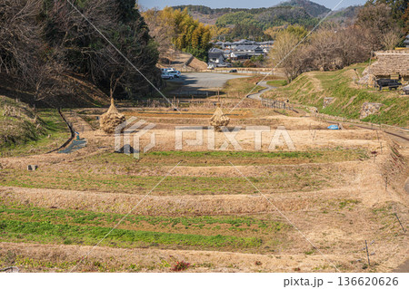 国営飛鳥歴史公園キトラ古墳周辺地区 五穀の畑 奈良県 国営飛鳥歴史公園キトラ古墳周辺地区 五穀の畑 奈良県 136620626