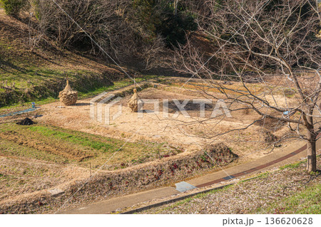 国営飛鳥歴史公園キトラ古墳周辺地区 五穀の畑 奈良県 国営飛鳥歴史公園キトラ古墳周辺地区 五穀の畑 奈良県 136620628