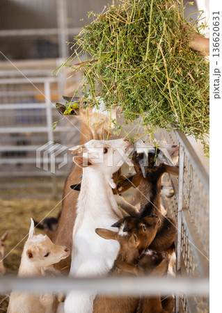 Farmer feeds goatlings hay in pen on farm Farmer feeds goatlings hay in pen on farm 136620631