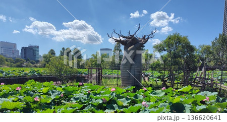 不忍池の蓮の花畑 136620641