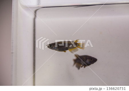 ダルマメダカ　ショートボディ　半ダルマ 136620731