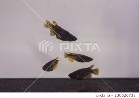 ダルマメダカ　ショートボディ　半ダルマ 136620735