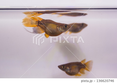 ダルマメダカ　ショートボディ　半ダルマ 136620746