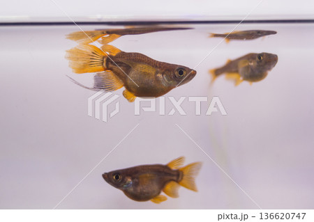 ダルマメダカ　ショートボディ　半ダルマ 136620747