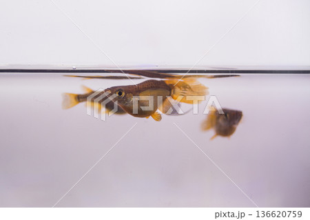 ダルマメダカ　ショートボディ　半ダルマ 136620759