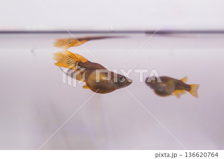 ダルマメダカ　ショートボディ　半ダルマ 136620764