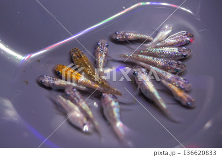 ダルマメダカ ショートボディ 半ダルマ ダルマメダカ ショートボディ 半ダルマ 136620833