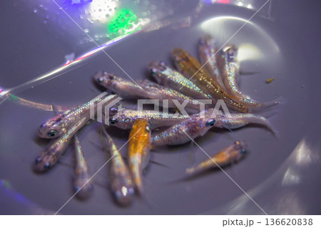 ダルマメダカ　ショートボディ　半ダルマ 136620838