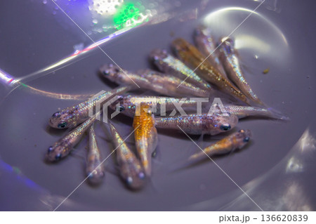 ダルマメダカ ショートボディ 半ダルマ ダルマメダカ ショートボディ 半ダルマ 136620839