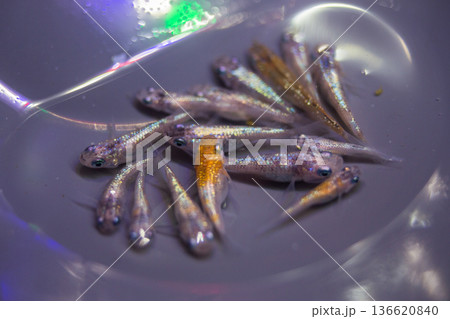 ダルマメダカ ショートボディ 半ダルマ ダルマメダカ ショートボディ 半ダルマ 136620840