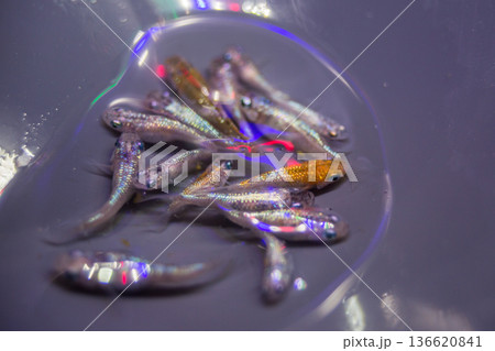 ダルマメダカ ショートボディ 半ダルマ ダルマメダカ ショートボディ 半ダルマ 136620841