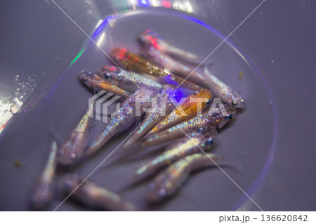 ダルマメダカ ショートボディ 半ダルマ ダルマメダカ ショートボディ 半ダルマ 136620842