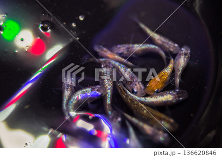 ダルマメダカ ショートボディ 半ダルマ ダルマメダカ ショートボディ 半ダルマ 136620846