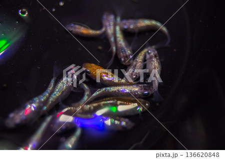 ダルマメダカ　ショートボディ　半ダルマ 136620848