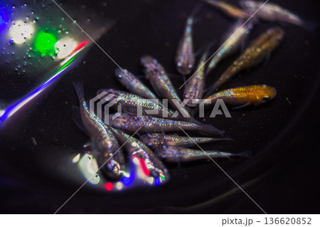 ダルマメダカ ショートボディ 半ダルマ ダルマメダカ ショートボディ 半ダルマ 136620852