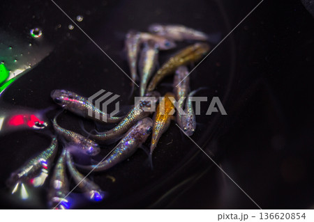 ダルマメダカ ショートボディ 半ダルマ ダルマメダカ ショートボディ 半ダルマ 136620854