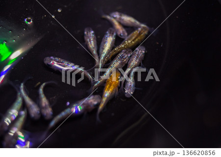 ダルマメダカ ショートボディ 半ダルマ ダルマメダカ ショートボディ 半ダルマ 136620856