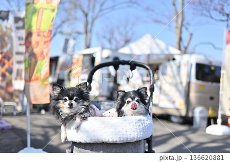 愛犬と旅行 チワワ 多頭飼い 愛犬と旅行 チワワ 多頭飼い 136620881