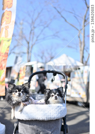 愛犬と旅行　チワワ　多頭飼い 136620883