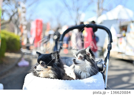 愛犬と旅行 チワワ 多頭飼い 愛犬と旅行 チワワ 多頭飼い 136620884