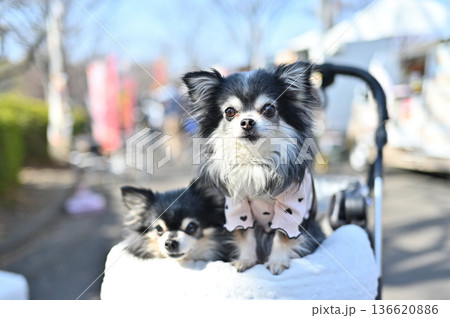 愛犬と旅行 チワワ 多頭飼い 愛犬と旅行 チワワ 多頭飼い 136620886