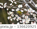 白梅の蜜を吸うメジロ 136620925