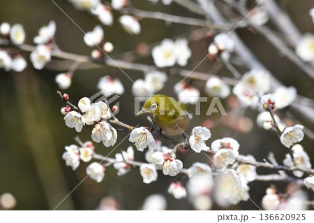 白梅の蜜を吸うメジロ 136620925
