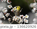 白梅の蜜を吸うメジロ 136620926
