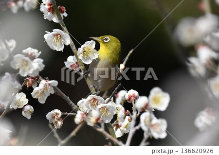 白梅の蜜を吸うメジロ 136620926