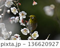 白梅の蜜を吸うメジロ 136620927