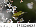 白梅の蜜を吸うメジロ 136620928