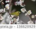 白梅の蜜を吸うメジロ 136620929