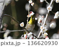 白梅の蜜を吸うメジロ 136620930