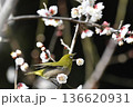 白梅の蜜を吸うメジロ 136620931