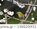 白梅の蜜を吸うメジロ 136620932