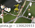 白梅の蜜を吸うメジロ 136620933