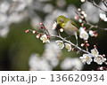 白梅の蜜を吸うメジロ 136620934