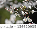 白梅の蜜を吸うメジロ 136620935